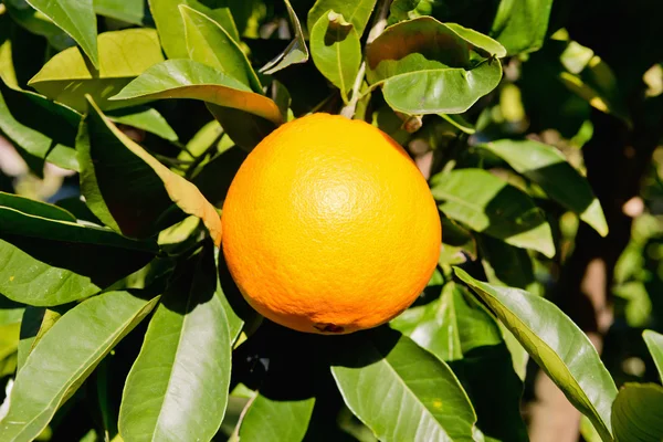 Maturo arancio su albero — Foto Stock