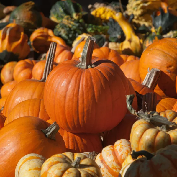 Haufen auf Kürbissen in der Herbstsonne — Stockfoto