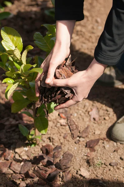 Handen mulch rond zaailingen verspreiden — Stockfoto