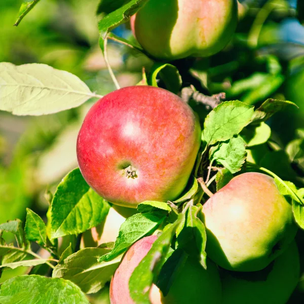 Jonathan apple på träd — Stockfoto