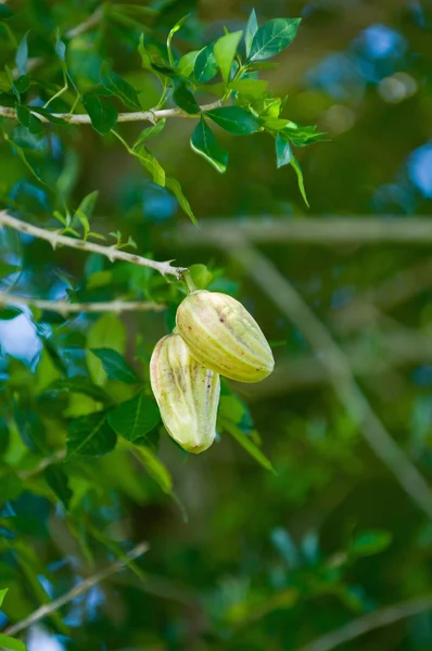 Tropische Guajilotenfrucht — Stockfoto