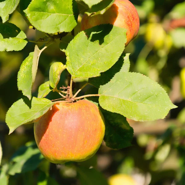 Fuji äppelträd — Stockfoto