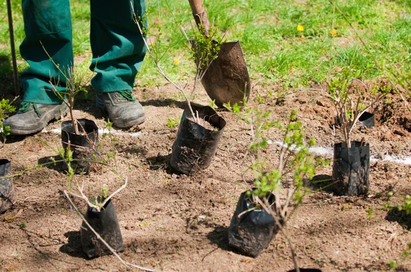 Jardinero preparándose para plantar plántulas —  Fotos de Stock