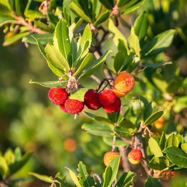 Aardbeiboom vruchten — Stockfoto