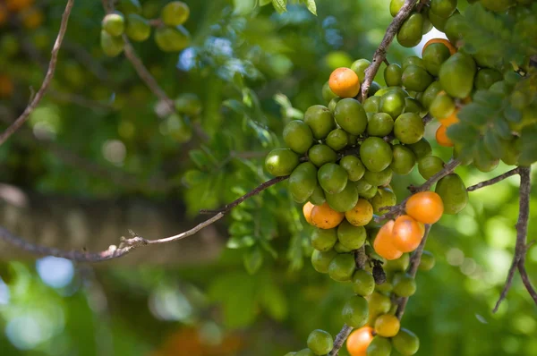 Fruto de ameixas de porco que cresce no ramo — Fotografia de Stock