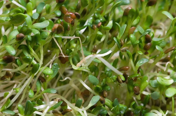 Brotes de alfalfa verde — Foto de Stock