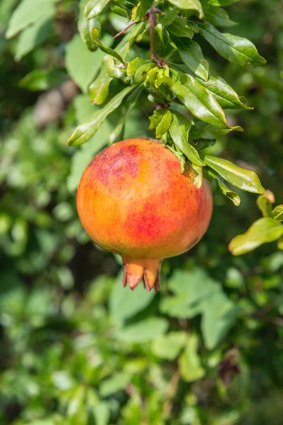 Frutto di melograno su albero — Foto Stock