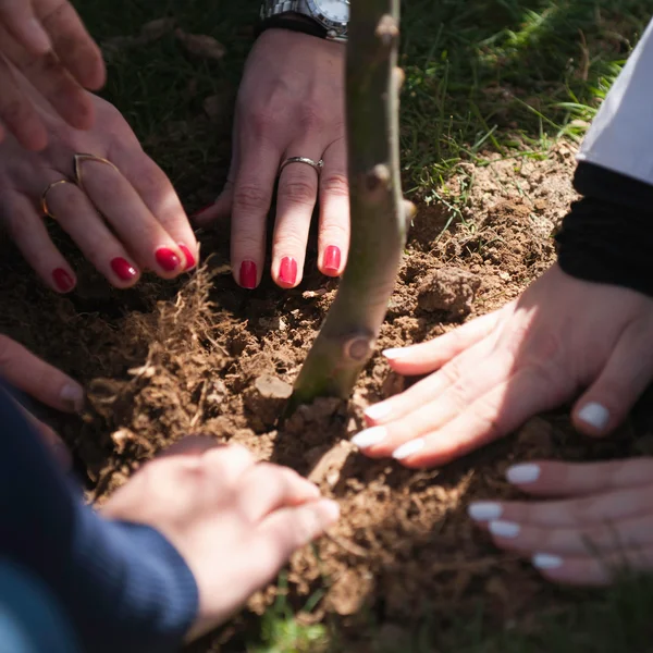 Hands of people planting tree