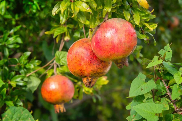 Granatäpplen mognar på träd — Stockfoto
