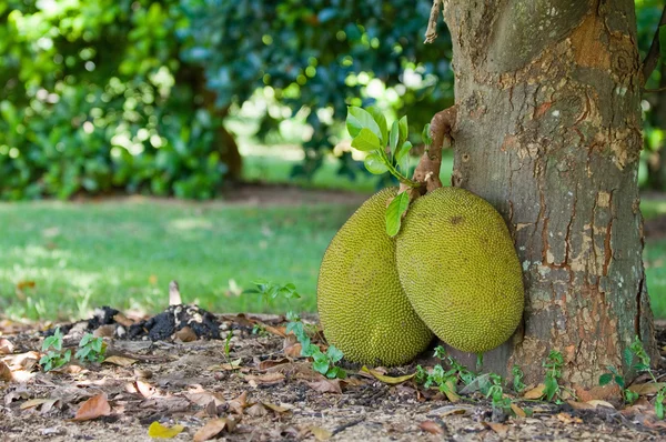 Reife Jackfrüchte wachsen — Stockfoto