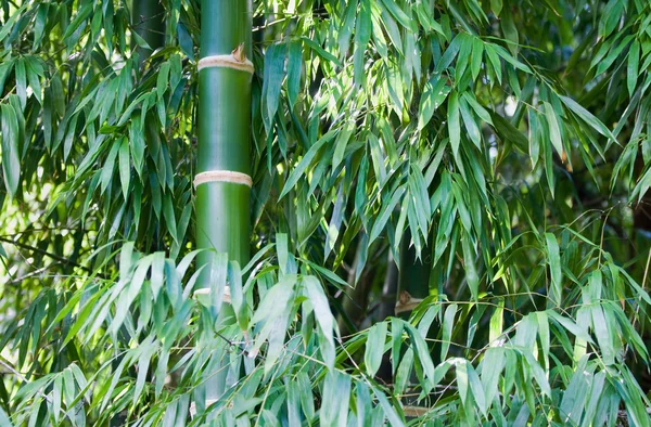 Зелений бамбуковому лісі — стокове фото