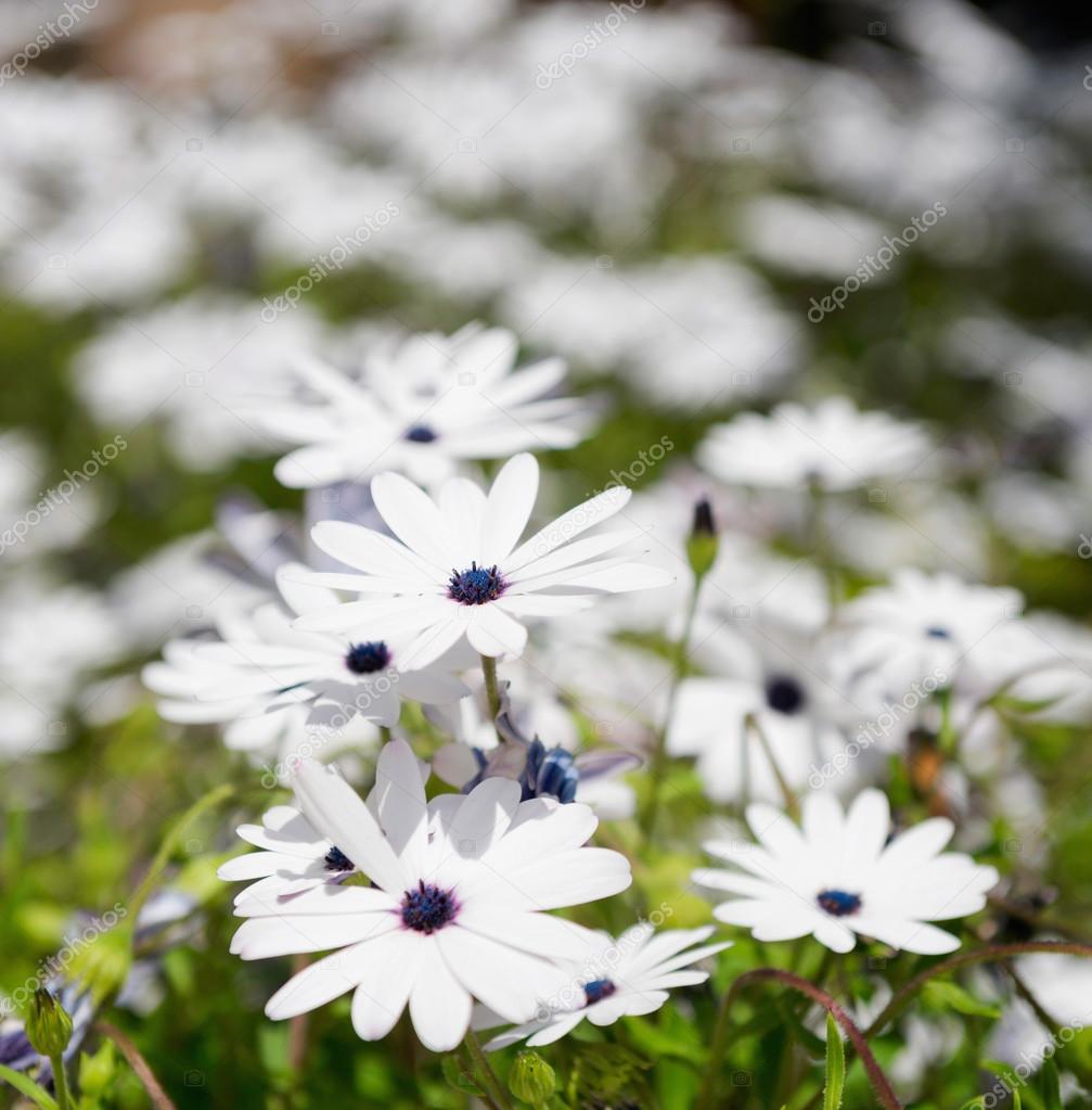 White margarita flowers — Stock Photo © microgen 116039150