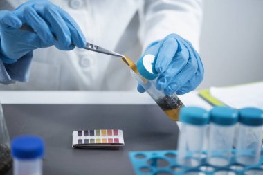 Laboratuvarda tarımsal örneklerin tarımsal incelemesi. Kadın bilim adamı litmus şeritleriyle örnek ph 'sini ölçüyor.