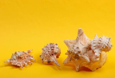 Sarı arka planda deniz kabukları yakın plan.