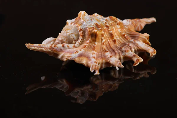 Seashell Black Background Reflection Close — Stock Photo, Image