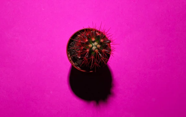 Kaktus Kruka Rosa Bakgrund Med Skugga Inomhusväxt Högst Upp Minimalism — Stockfoto