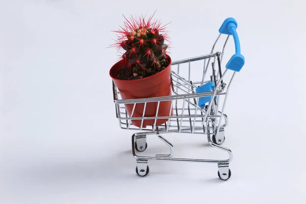 Mini Chariot Supermarché Avec Pot Cactus Sur Fond Blanc — Photo