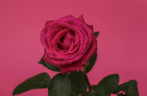 Rose Rose Sur Fond Rose Gros Plan — Photo