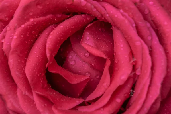Tekstura Różowego Pąka Róży Kroplach Wody — Zdjęcie stockowe