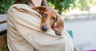 Şirin dachshund köpek yavrusu ev sahibesinin kollarında oturuyor.