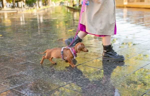 Evcil hayvanınla yürüyorsun. Yağmurdan sonra şehirde tasmalı bir köpek yavrusuyla yürüyen bir kadın.