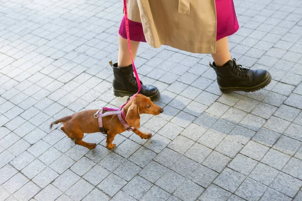 Camminare Con Tuo Animale Domestico Donna Che Cammina Con Cucciolo — Foto Stock