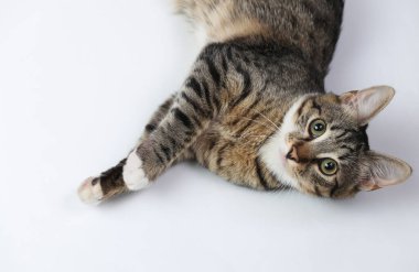 Beyaz arka planda tatlı bir kedi yavrusu uzanıyor ve kameraya bakıyor..