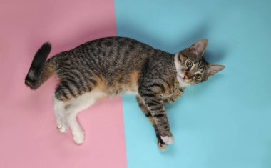 Şirin kedi yavrusu mavi-pembe renkli arka planda yatıyor ve kameraya bakıyor. Üst Manzara. Düz yatıyordu