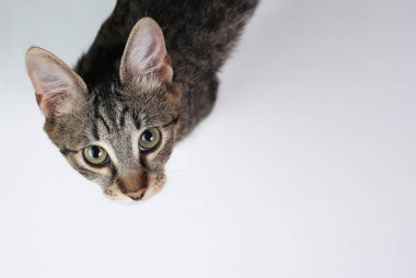 Güzel bakımlı ev kedisi beyaz arka plandaki kameraya bakıyor. Üst görünüm