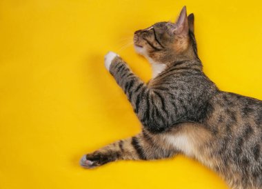 Oyuncu, bakımlı kedi yavrusu sarı arka planda yatıyor..