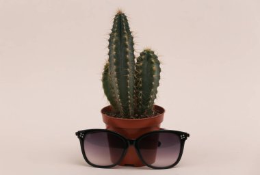 Kaktüs tencerede, güneş gözlüğü ve bej bir arka plan.