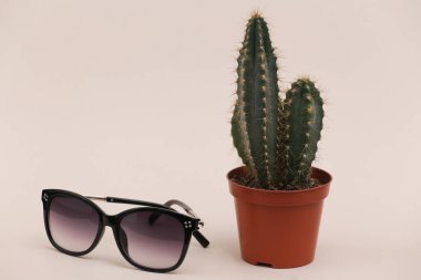 Kaktüs tencerede, güneş gözlüğü ve bej bir arka plan.