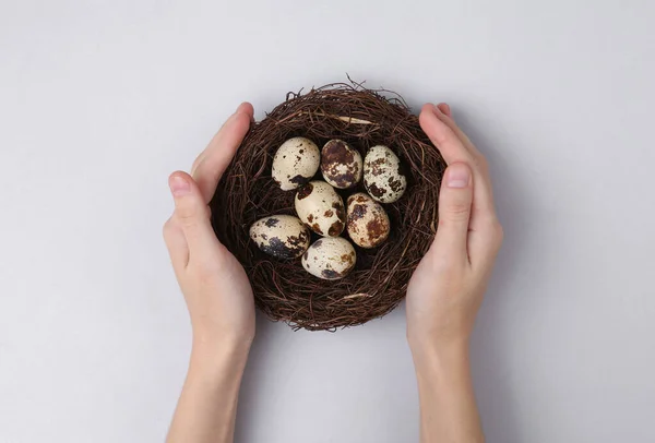 Hand Holding Quail Eggs Nest Gray Background Care Easter Concept — Stock Photo, Image