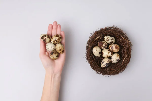 Hand Holding Quail Eggs Gray Background Care Easter Concept Top — Stock Photo, Image