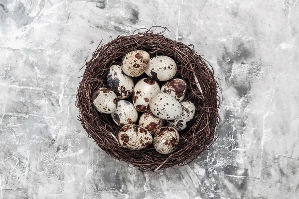 Quail Eggs Nest Concrete Background Easter Concept — Stock Photo, Image