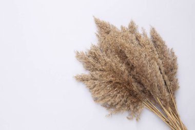 Sazlık yapraklarının çiçek deseni buketi ya da pastel bej arka planda pampa otu. Düz yatış, üst görünüm