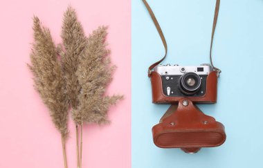 Sonbahar yaratıcı kompozisyonu. Bej rengi sazlıklar dallar ve pembe mavi arka planda kamera. Düz yatıyordu