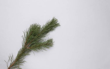 Gri arka planda çam dalı. Noel, yeni yıl geçmişi