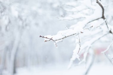 Karda ağaç dalları. Kış zamanı 