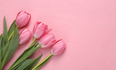 Pink tulips bouquet on pink background. Romantic, love concept. Copy space