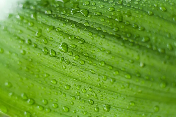 Hoja Verde Gotas Agua — Foto de Stock