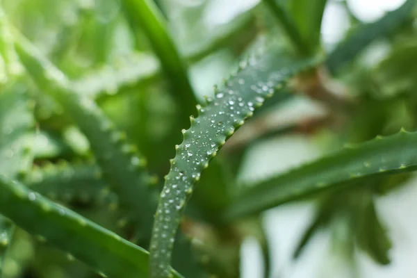 Hem Växt Aloe Droppar Vatten — Stockfoto