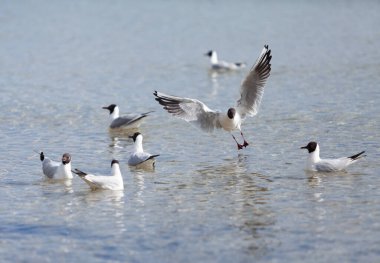Güneşli bir günde kumsalda martılar 