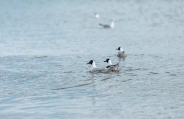 Güneşli bir günde kumsalda martılar 