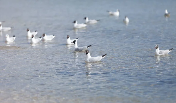 Mewy Plaży Morze Jasny Słoneczny Dzień — Zdjęcie stockowe