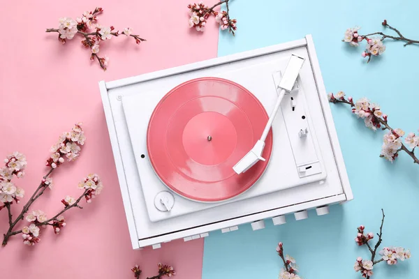 Pembe mavi pastel arka planda güzel beyaz çiçekli dalları olan Retro vinil plak çalar. İlkbahar, asgari müzik konsepti. Düz yatış, üst görünüm