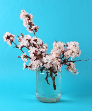 Mavi arka planda cam kavanozda güzel dallar.