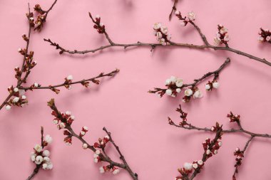 Pembe pastel arka planda güzel beyaz çiçekli dallar. İlkbahar konsepti. Düz yatış, üst görünüm