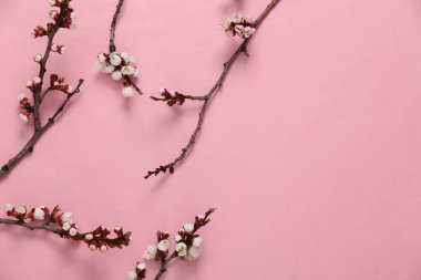 Pembe pastel arka planda güzel beyaz çiçekli dallar. İlkbahar konsepti. Düz yerde, üst tarafta. Boşluğu kopyala