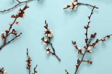 Mavi arka planda güzel beyaz çiçekli dallar. İlkbahar konsepti. Düz yatış, üst görünüm.